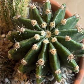 Photo of the plant species Echinopsis eyriesii by @BraveNettediris named Demi on Greg, the plant care app