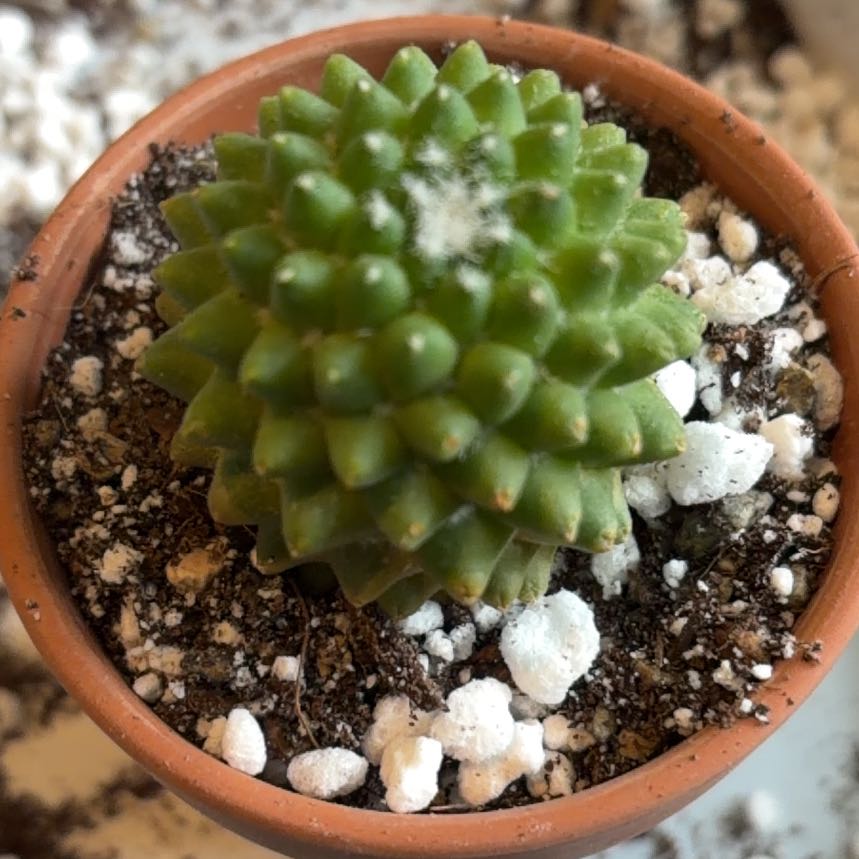 Photo of the plant species Mexican Succulent by @BraveNettediris named Peter Parker on Greg, the plant care app