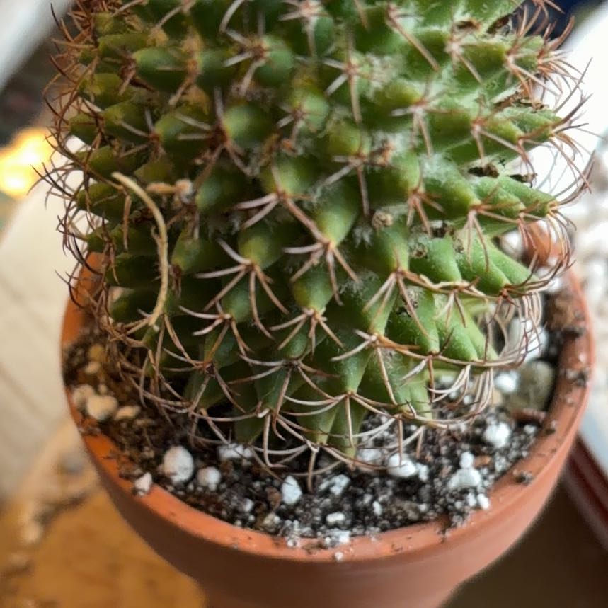 Photo of the plant species Mammillaria Polythele by @BraveNettediris named Rosa on Greg, the plant care app