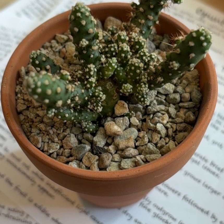 Photo of the plant species prickly pear by @BraveNettediris named Harmony on Greg, the plant care app