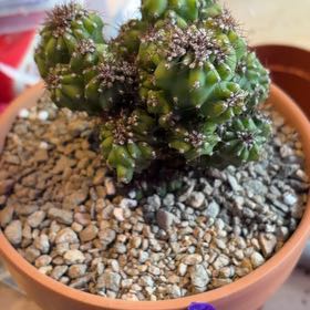 Photo of the plant species Peruvian Apple Cactus Monstrose by @BraveNettediris named Egor on Greg, the plant care app
