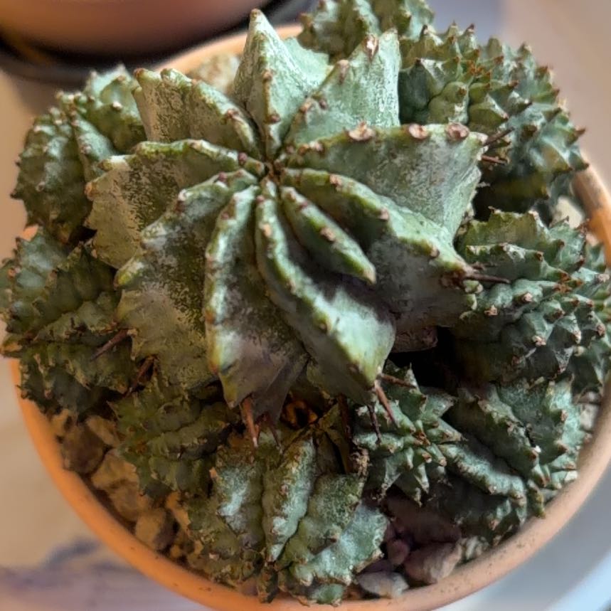 Photo of the plant species African Milk Barrel by @BraveNettediris named Oluwale on Greg, the plant care app