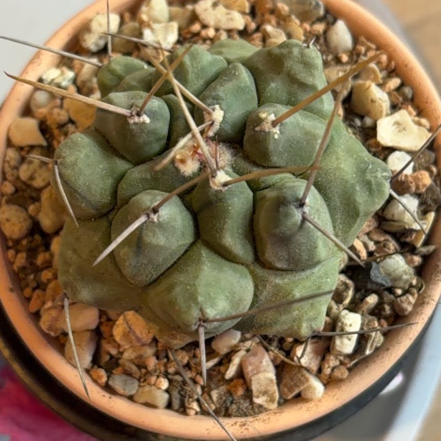 Photo of the plant species Thelocactus hexaedrophorus by @BraveNettediris named Spike on Greg, the plant care app