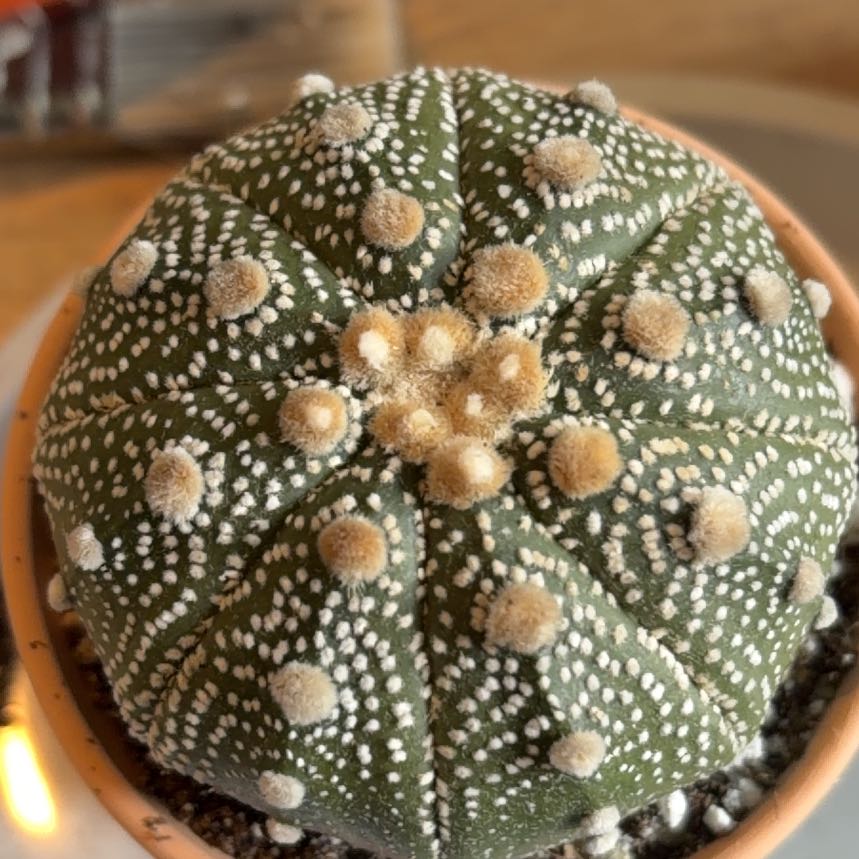 Photo of the plant species Sand Dollar Cactus by @BraveNettediris named Fluffy on Greg, the plant care app