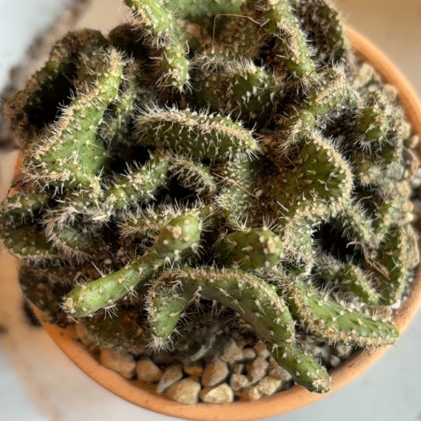 Photo of the plant species Opuntia Cylindrica Crest by @BraveNettediris named Lezza on Greg, the plant care app