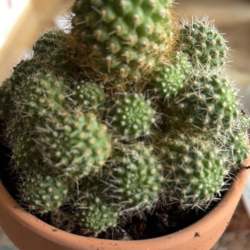 Photo of the plant species Assorted Rebutia by @BraveNettediris named Tupac on Greg, the plant care app