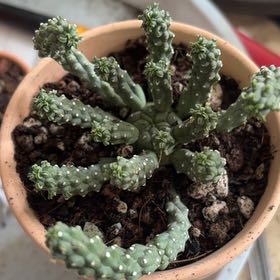 Photo of the plant species Medusa's Head by @BraveNettediris named Denali on Greg, the plant care app
