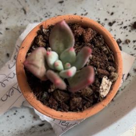 Photo of the plant species Cotyledon orbiculata 'Oophylla Variegata' by @BraveNettediris named Cutie pie on Greg, the plant care app