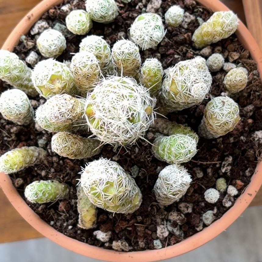 Photo of the plant species Thimble Cactus by @BraveNettediris named Eva on Greg, the plant care app