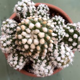 Photo of the plant species Arizona Snowcap Cactus by @BraveNettediris named Urchin on Greg, the plant care app