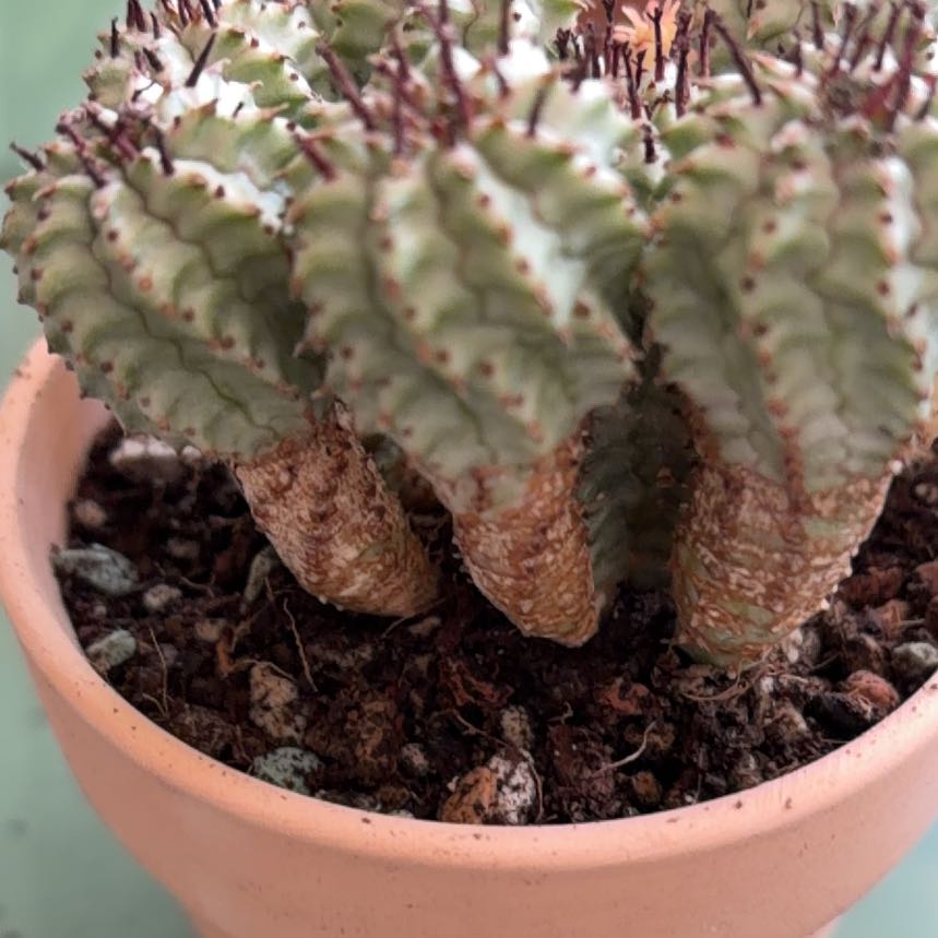 Photo of the plant species Variegated Corncob Cactus by @BraveNettediris named Ginger on Greg, the plant care app