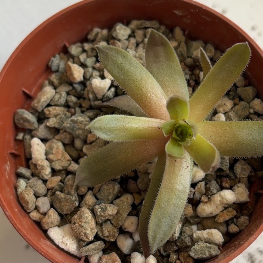 Photo of the plant species butterwort by @BraveNettediris named Hunter on Greg, the plant care app