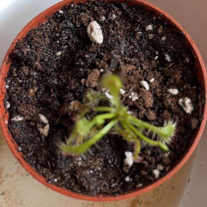 Photo of the plant species Cape Sundew by @BraveNettediris named Buggalugs on Greg, the plant care app