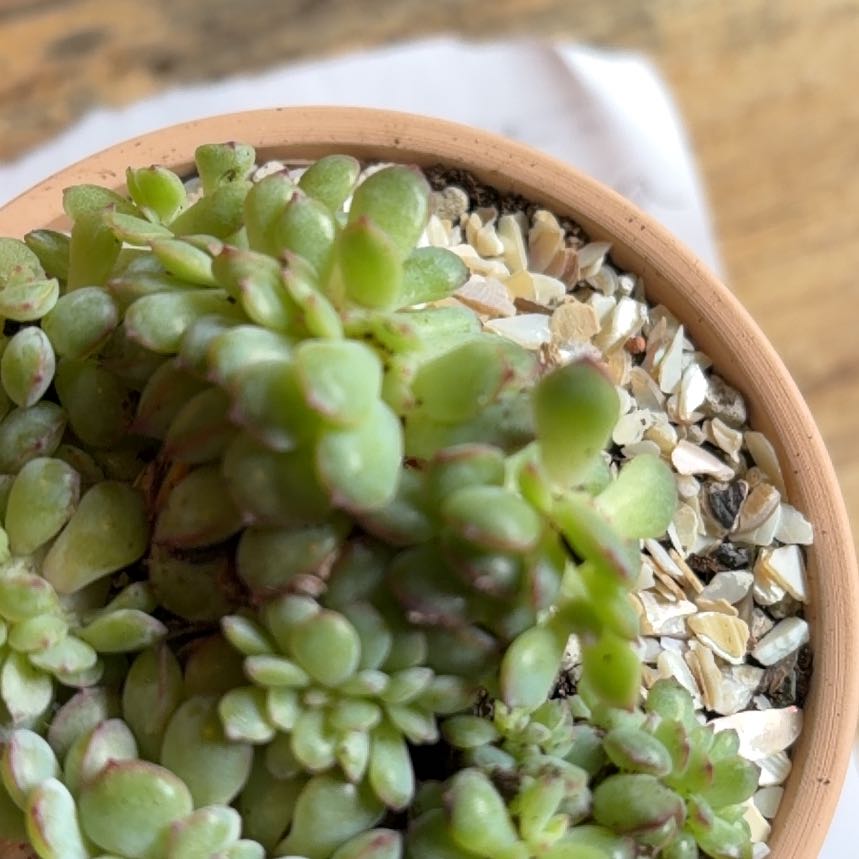 Photo of the plant species Topsy Turvey by @BraveNettediris named Scarlett on Greg, the plant care app