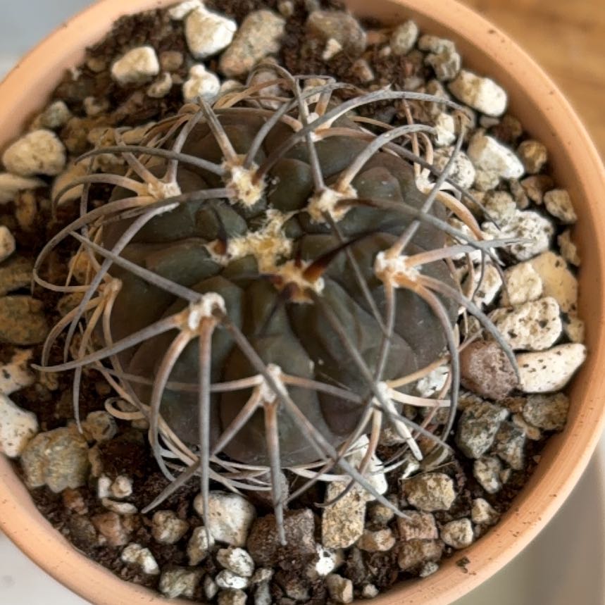 Photo of the plant species Spegazzini's Chin Cactus by @BraveNettediris named Marsha P. on Greg, the plant care app