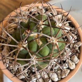Photo of the plant species Tilcara Gymnocalycium by @BraveNettediris named Storme on Greg, the plant care app