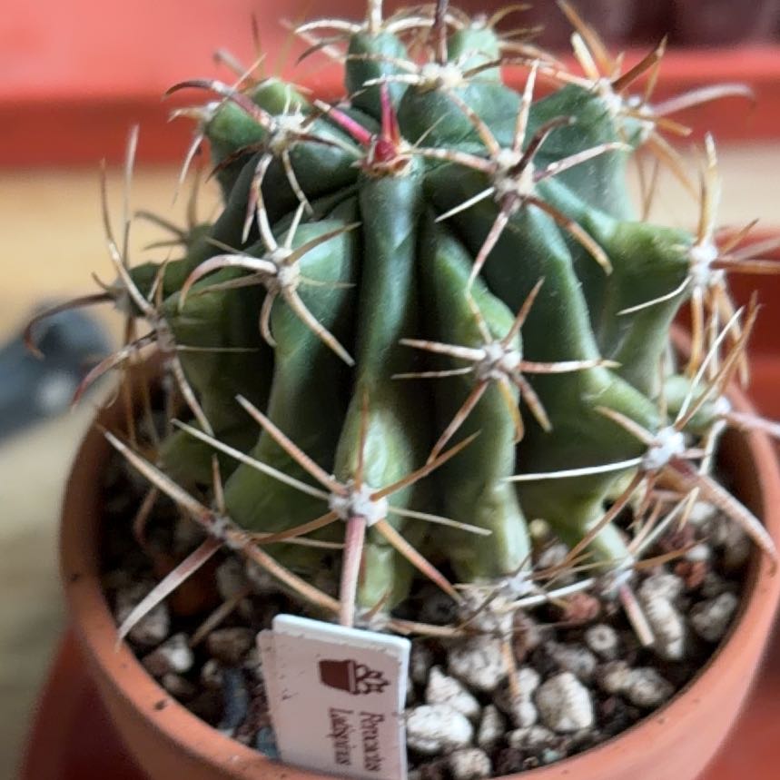 Photo of the plant species Devil's Tongue Barrel Cactus by @BraveNettediris named Red on Greg, the plant care app