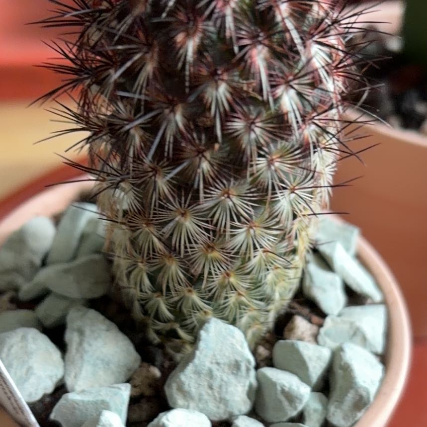 Photo of the plant species Mammillaria microhelia by @BraveNettediris named Redder on Greg, the plant care app