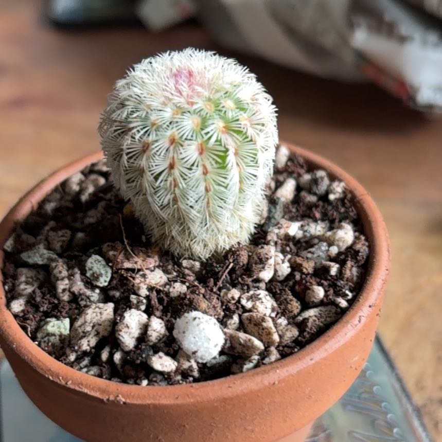 Photo of the plant species Echinocereus rubrispinus by @BraveNettediris named Athena on Greg, the plant care app