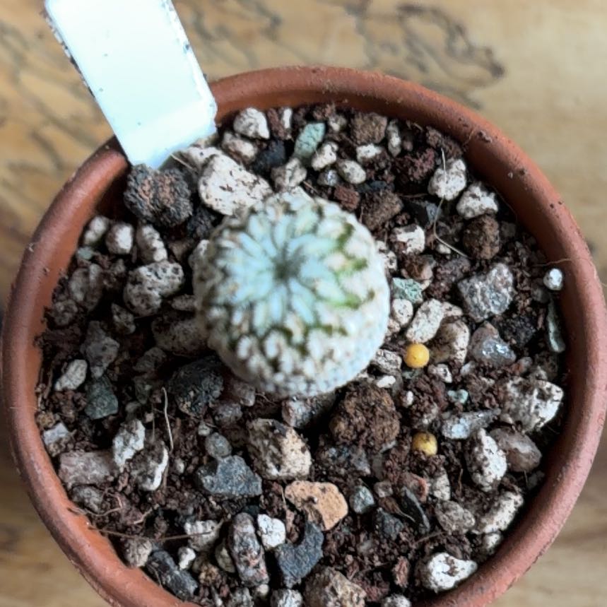 Photo of the plant species Pincushion Cactus by @BraveNettediris named Diana on Greg, the plant care app