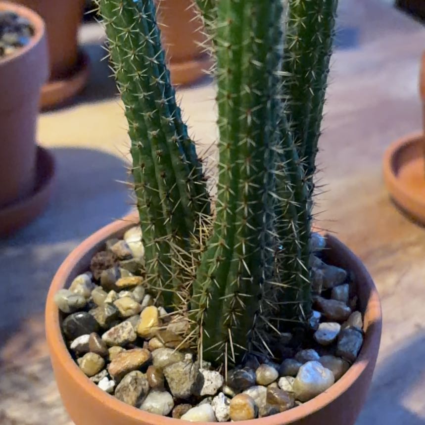 Photo of the plant species Rats Tail Cactus by @BraveNettediris named Navajo on Greg, the plant care app