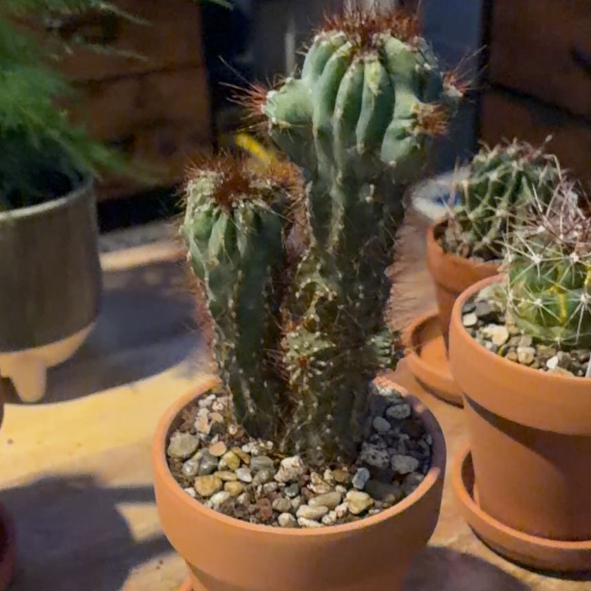 Photo of the plant species Apple Cactus by @BraveNettediris named Monster on Greg, the plant care app
