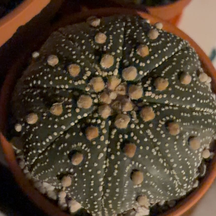 Photo of the plant species Sand Dollar Cactus by @BraveNettediris named Symmetry on Greg, the plant care app