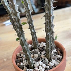 Photo of the plant species Madagascar Ocotillo by @BraveNettediris named Elle on Greg, the plant care app
