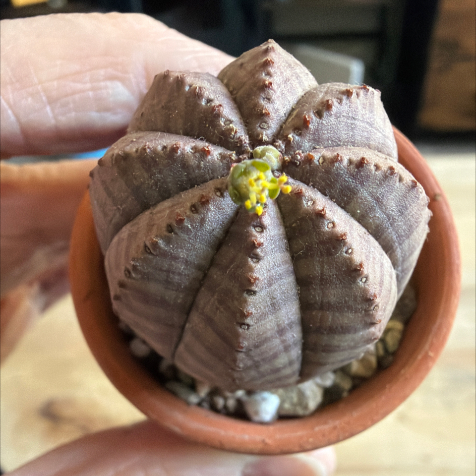 Photo of the plant species Baseball Plant by @BraveNettediris named Tracey on Greg, the plant care app