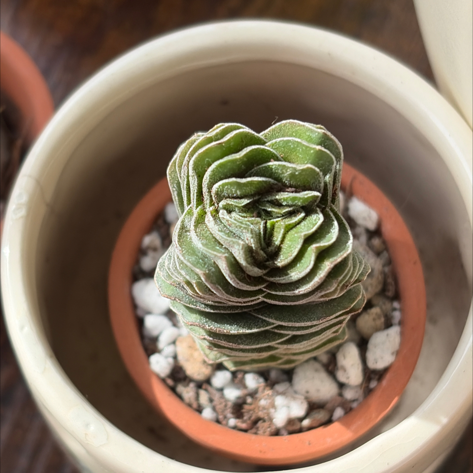 Photo of the plant species Crassula columnaris by @BraveNettediris named Isaac on Greg, the plant care app