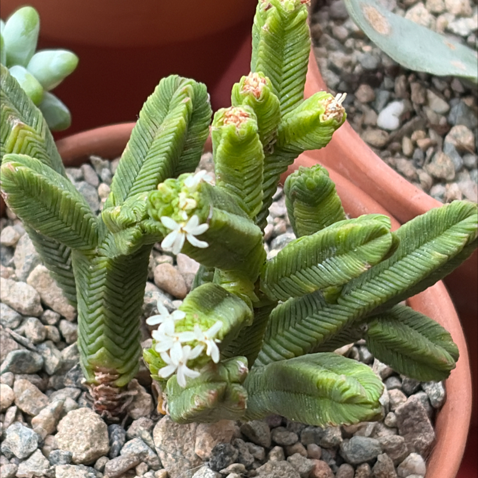 Photo of the plant species Pagoda Mini Jade by @BraveNettediris named Cleopatra on Greg, the plant care app