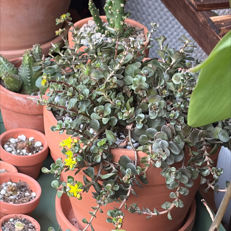 Photo of the plant species Sedum 'Tundra Tornado' by @BraveNettediris named Bella on Greg, the plant care app