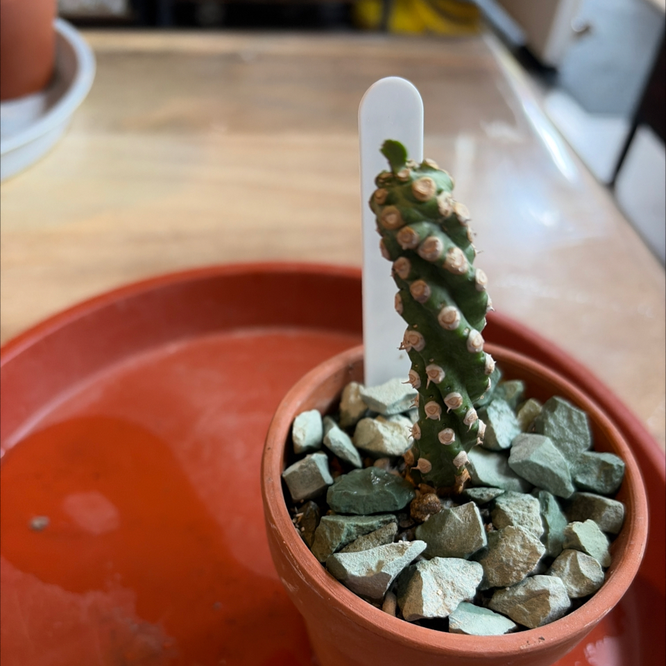 Photo of the plant species Sullu Spurge by @BraveNettediris named Royleana Boiss on Greg, the plant care app