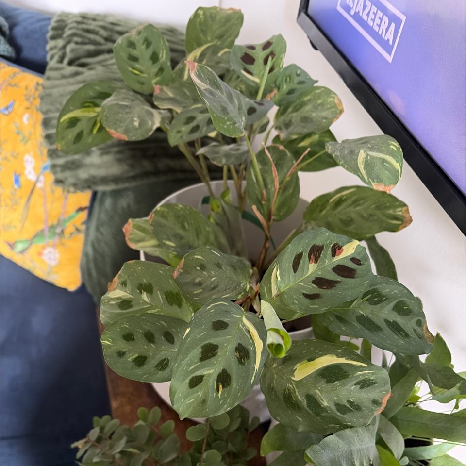 Photo of the plant species Prayer Plant by @BraveNettediris named da Vinci on Greg, the plant care app