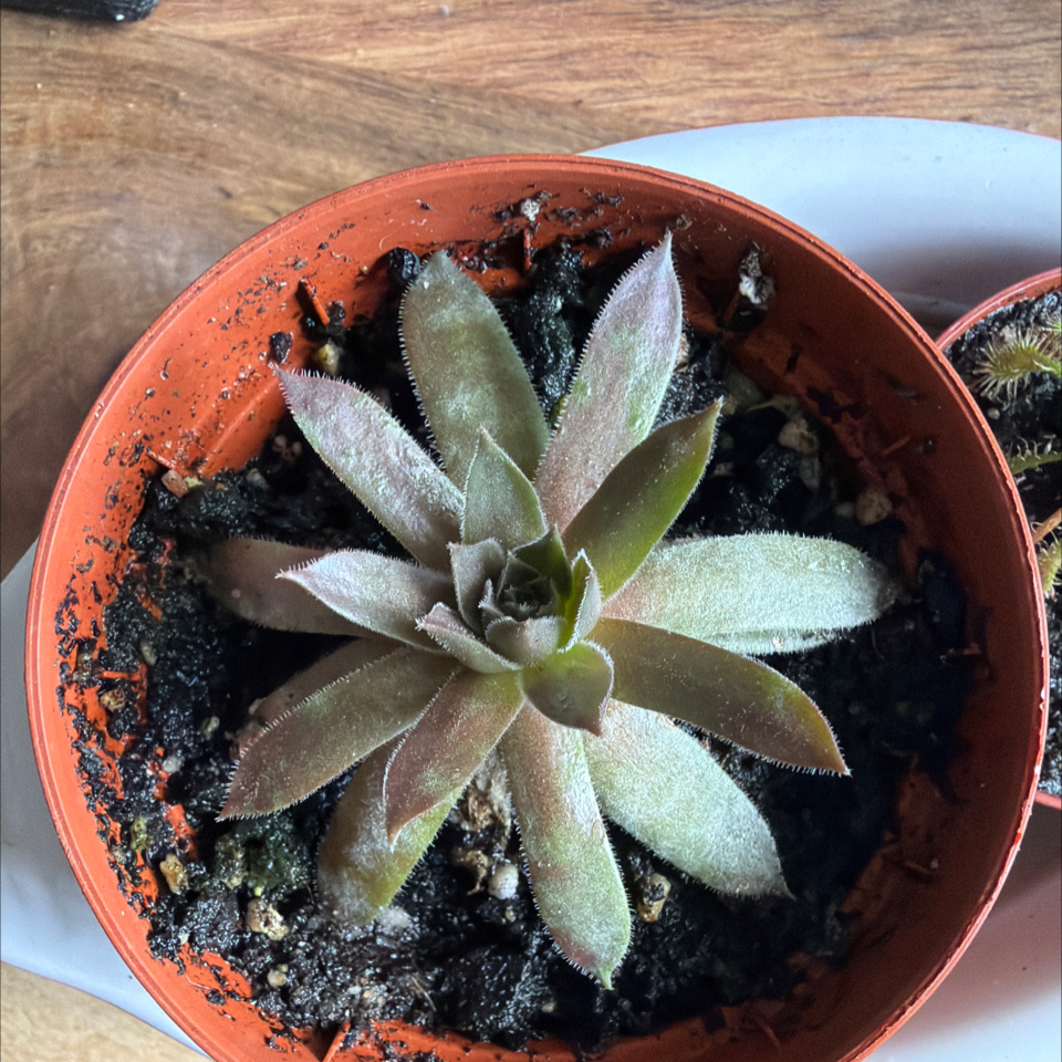 Photo of the plant species butterwort by @BraveNettediris named Hunter on Greg, the plant care app