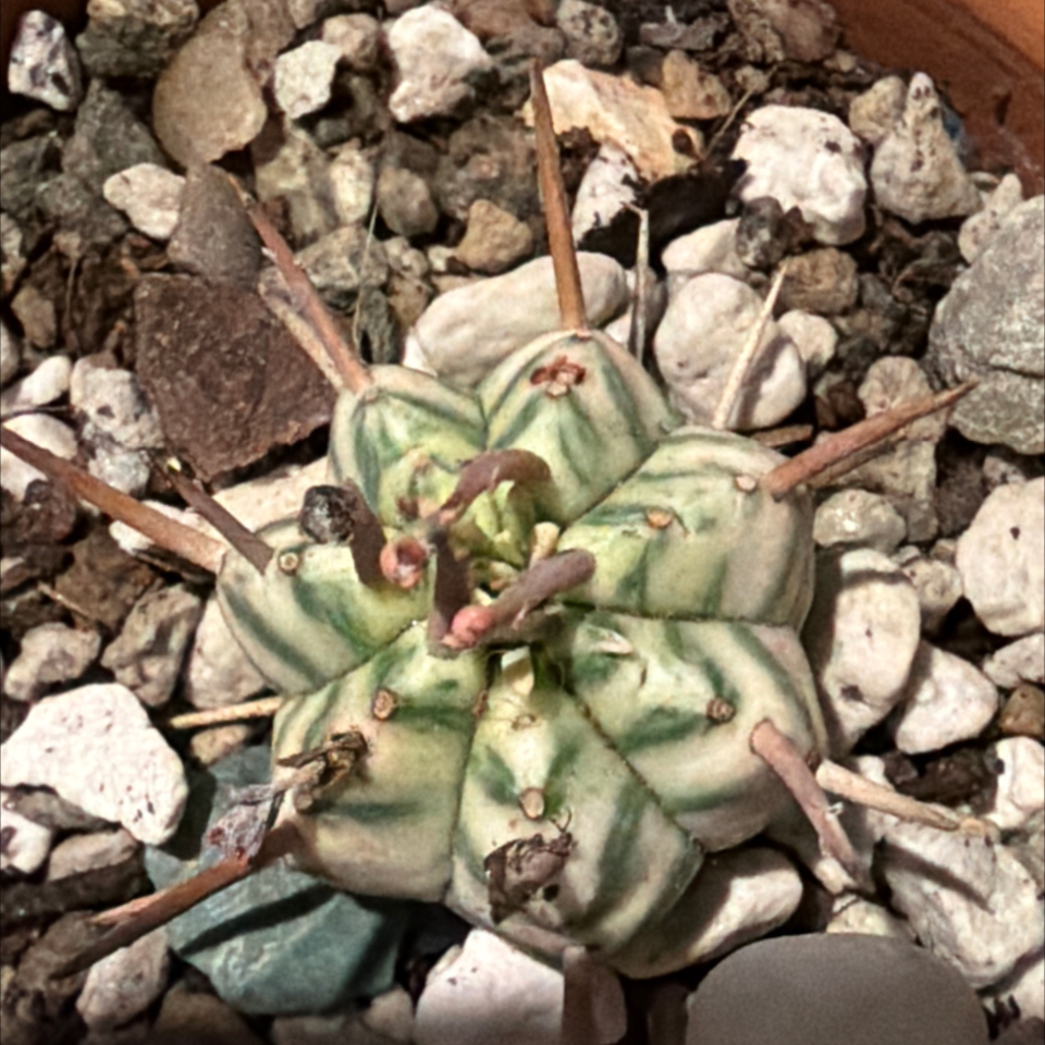 Photo of the plant species Melon Spurge by @BraveNettediris named Norman on Greg, the plant care app