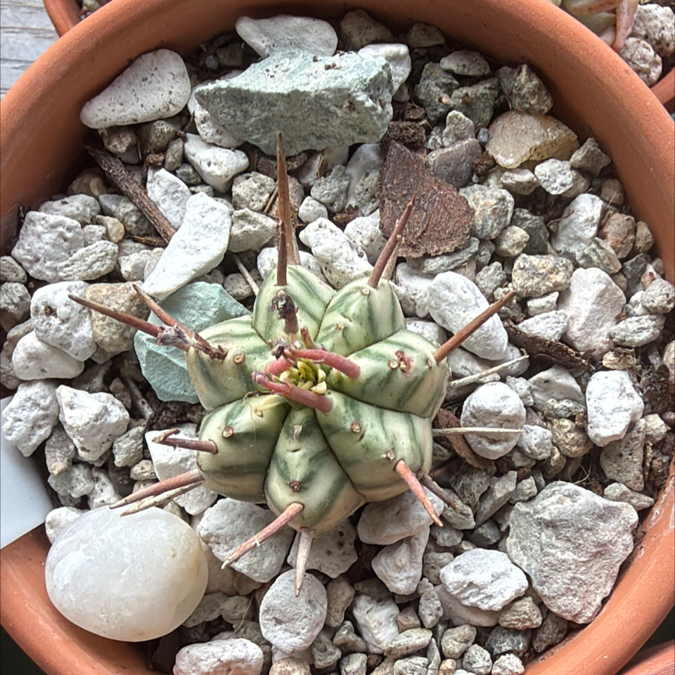 Photo of the plant species Melon Spurge by @BraveNettediris named Norman on Greg, the plant care app