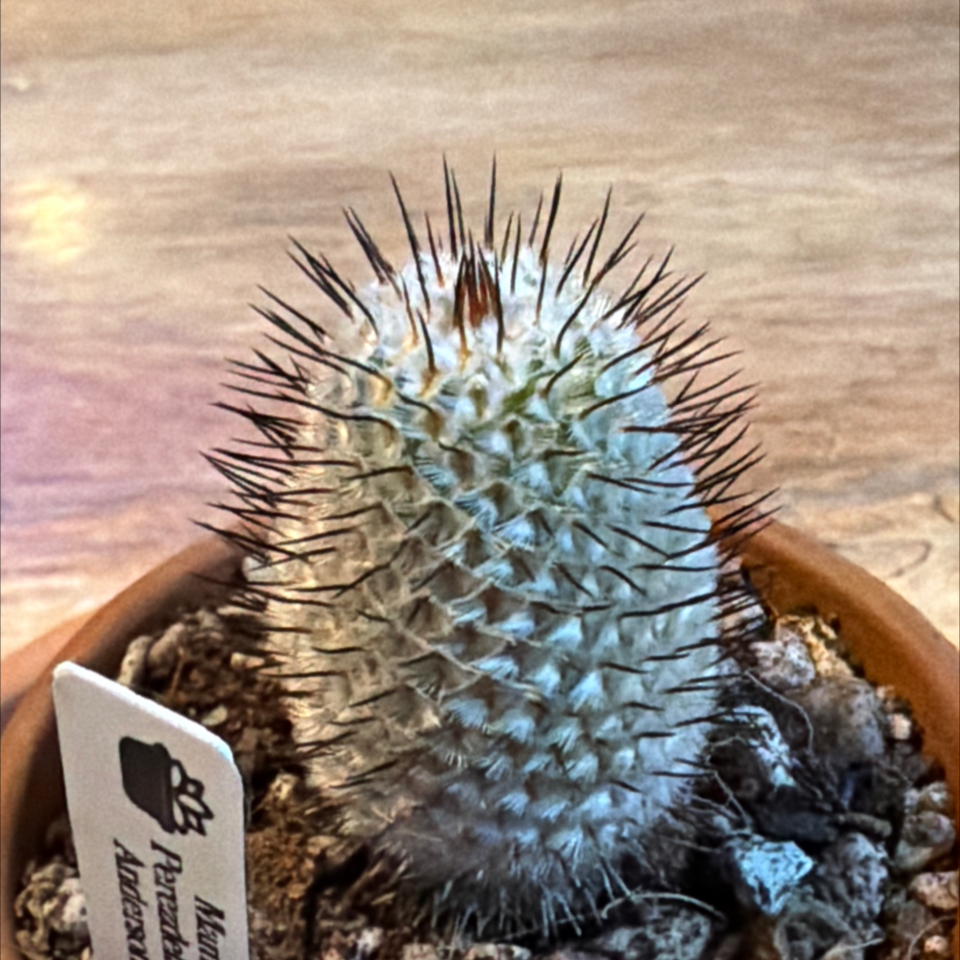 Photo of the plant species Anderson's Pincushion Cactus by @BraveNettediris named Anders on Greg, the plant care app