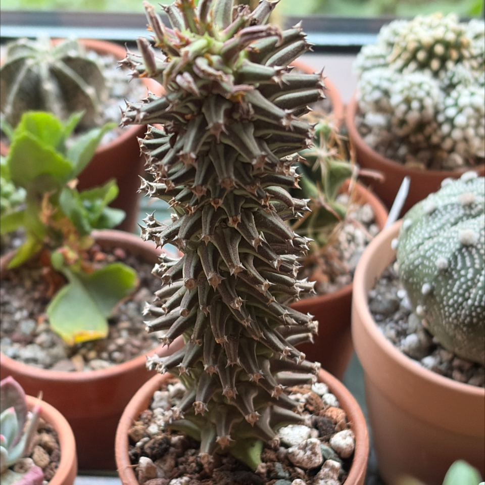 Photo of the plant species Monadenium by @BraveNettediris named Luna on Greg, the plant care app