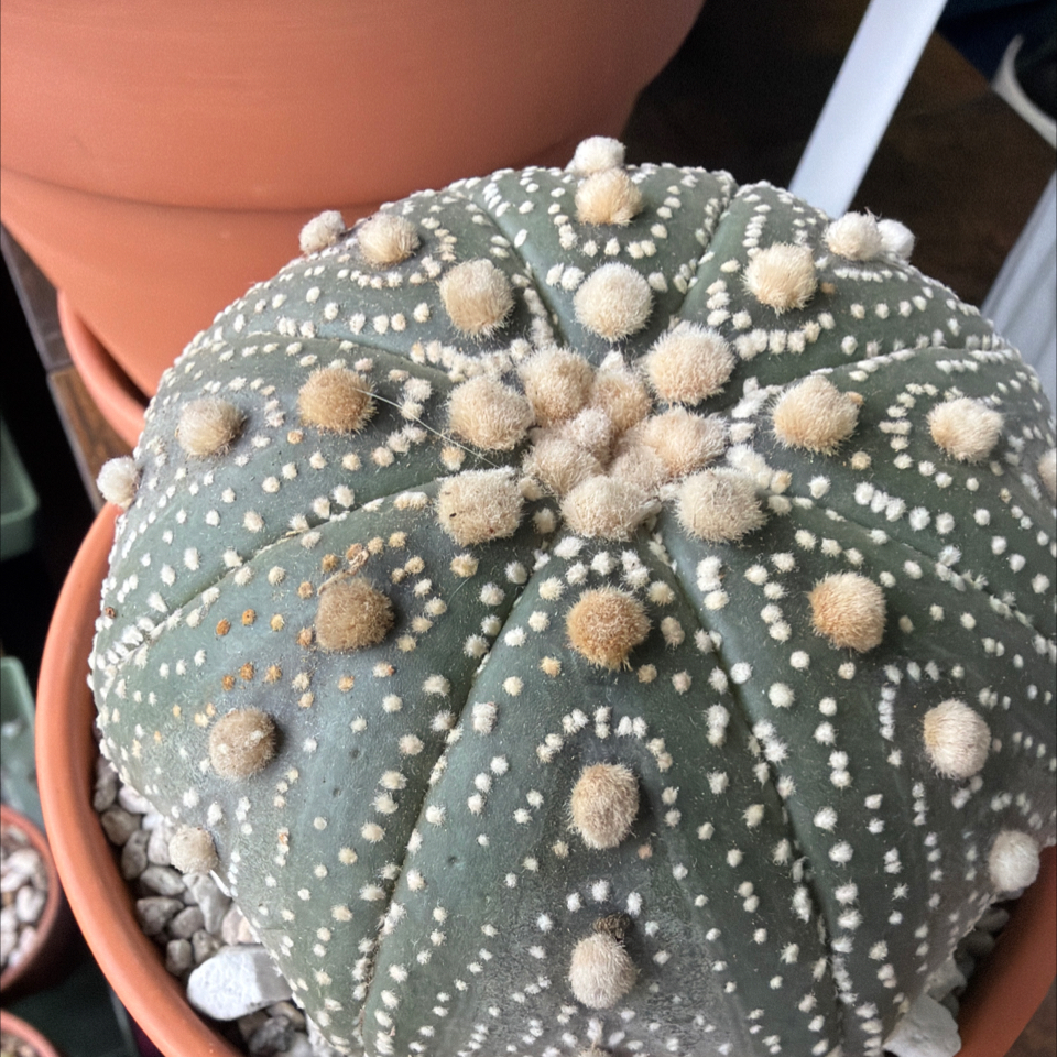 Photo of the plant species Sand Dollar Cactus by @BraveNettediris named Symmetry on Greg, the plant care app