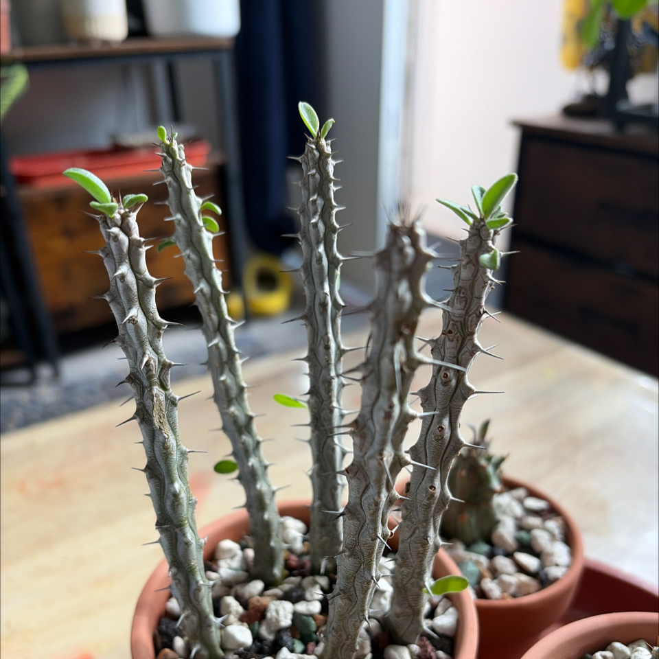Photo of the plant species Madagascar Ocotillo by @BraveNettediris named Elle on Greg, the plant care app