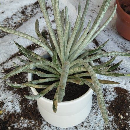 Photo of the plant species Woolly Senecio by @CaptainTutu59 named Taylor Swift on Greg, the plant care app