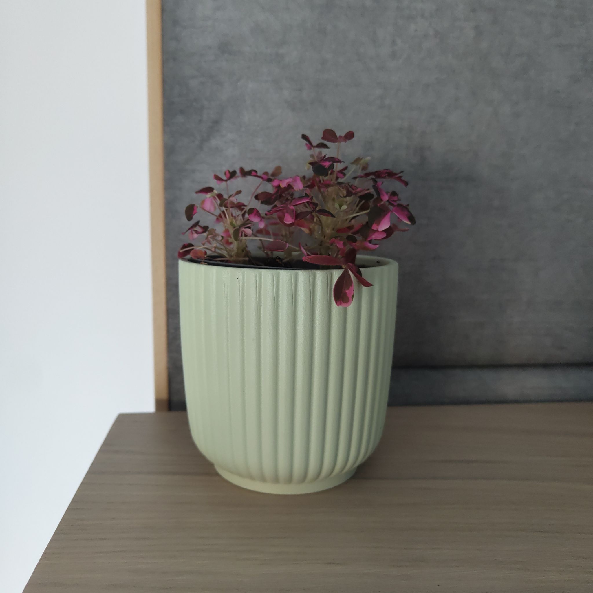 Photo of the plant species Oxalis spiralis 'Plum Crazy' by @CaptainTutu59 named Sproutacus on Greg, the plant care app