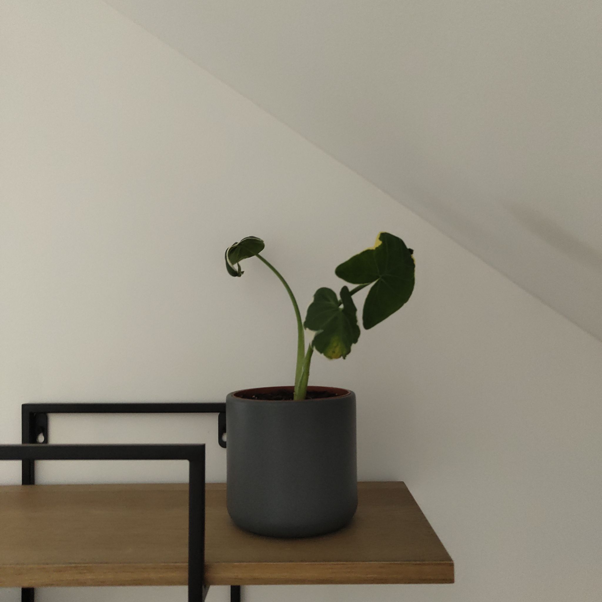 Photo of the plant species Mickey Mouse Alocasia by @CaptainTutu59 named Gates on Greg, the plant care app