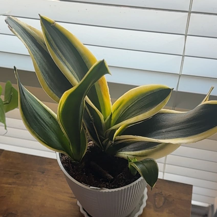 Photo of the plant species Snake Plant 'Hahnii Jade' by @BusyTomato36 named Miley on Greg, the plant care app