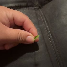 Photo of the plant species Hot Pops Yellow Ornamental Pepper by @EnjoyableSedum named Lavender on Greg, the plant care app