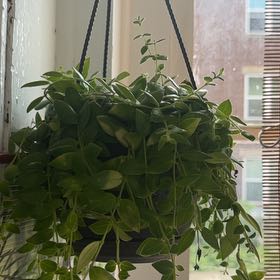 Photo of the plant species Red Elf Lipstick Plant by @DrunkPanda named Arwen on Greg, the plant care app