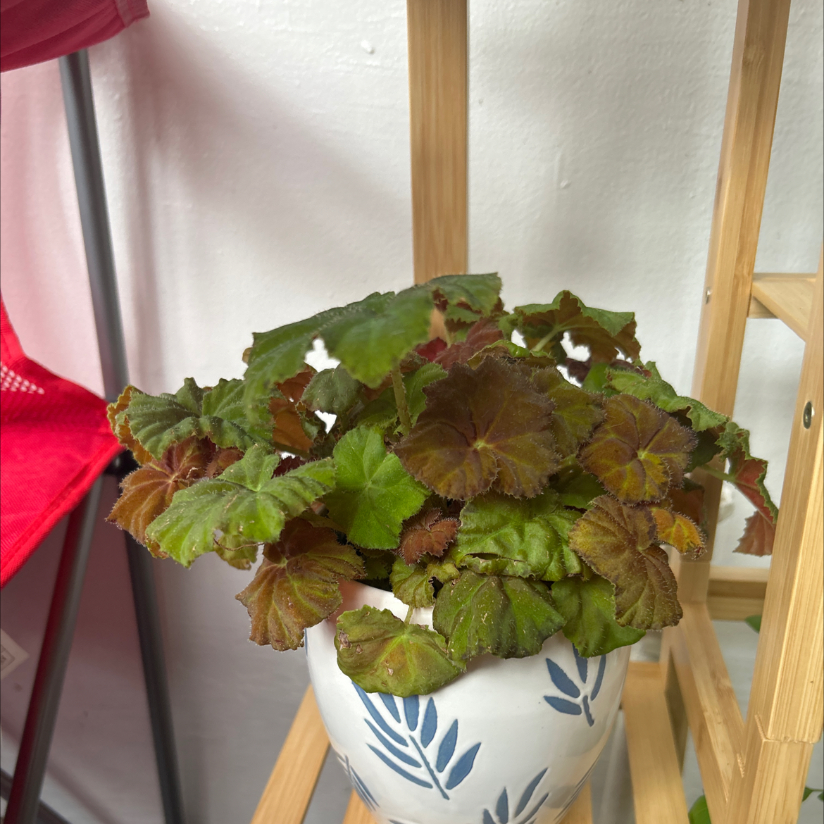 Photo of the plant species begonia rex by @DrunkPanda named Shire on Greg, the plant care app