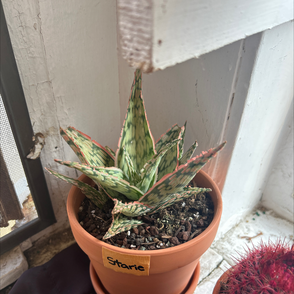 Photo of the plant species Aloe 'Mauna Kea' by @DrunkPanda named Starie on Greg, the plant care app