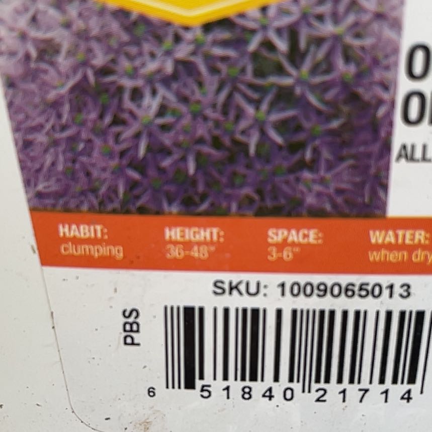 Photo of the plant species Millennium Ornamental Onion by @YesPepino88 named Gaga on Greg, the plant care app